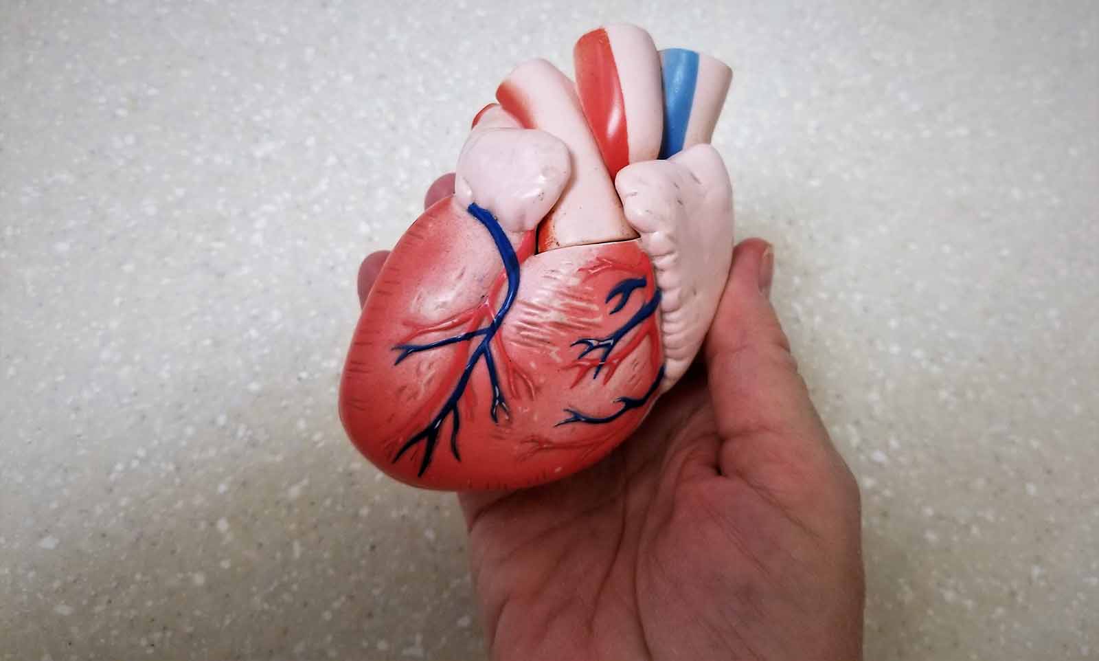 human-heart