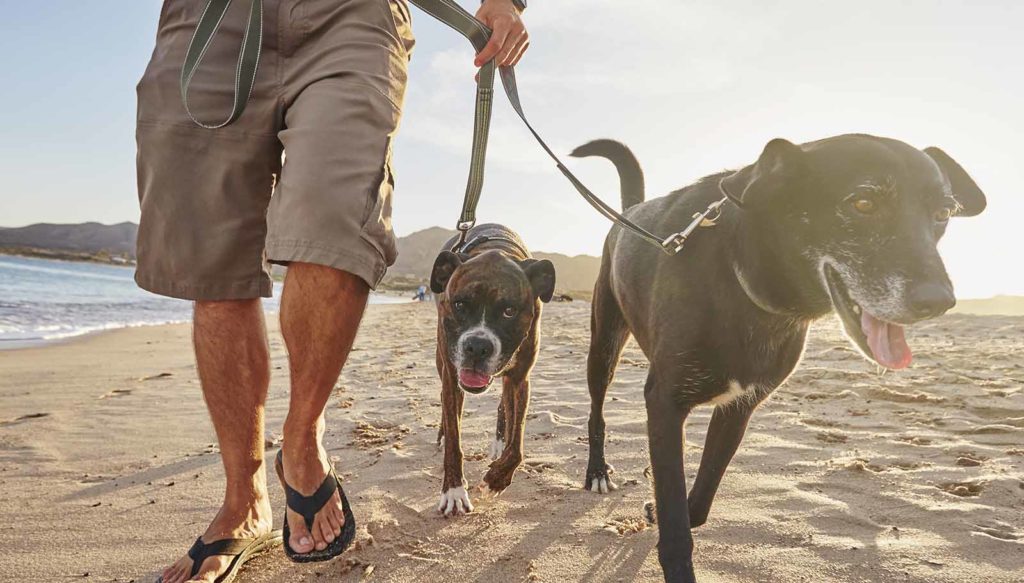 man-walking-dog-on-beach